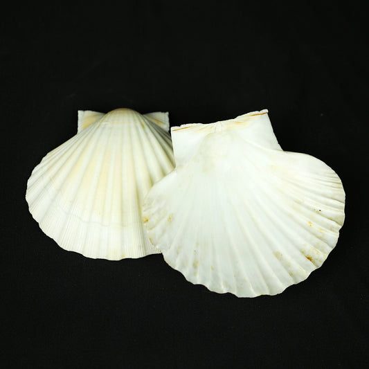 Scallop seashells