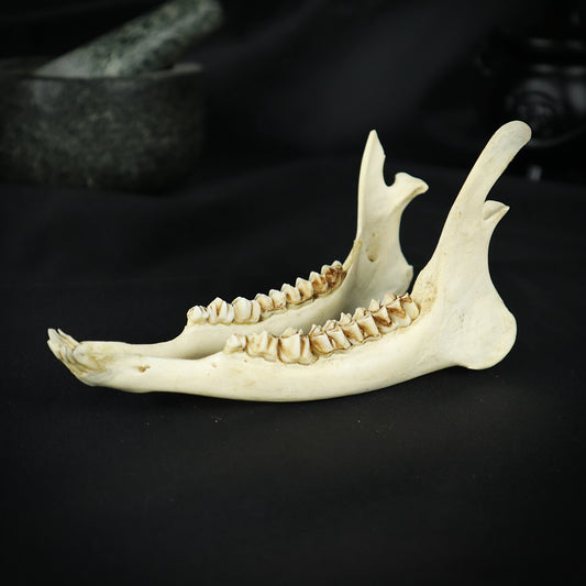 Deer jaw bone